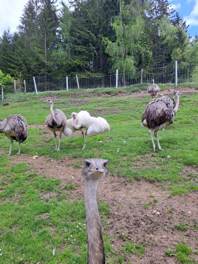 شقة كامب  في Erlebnisbauernhof Gutschi Ranch المظهر الخارجي الصورة