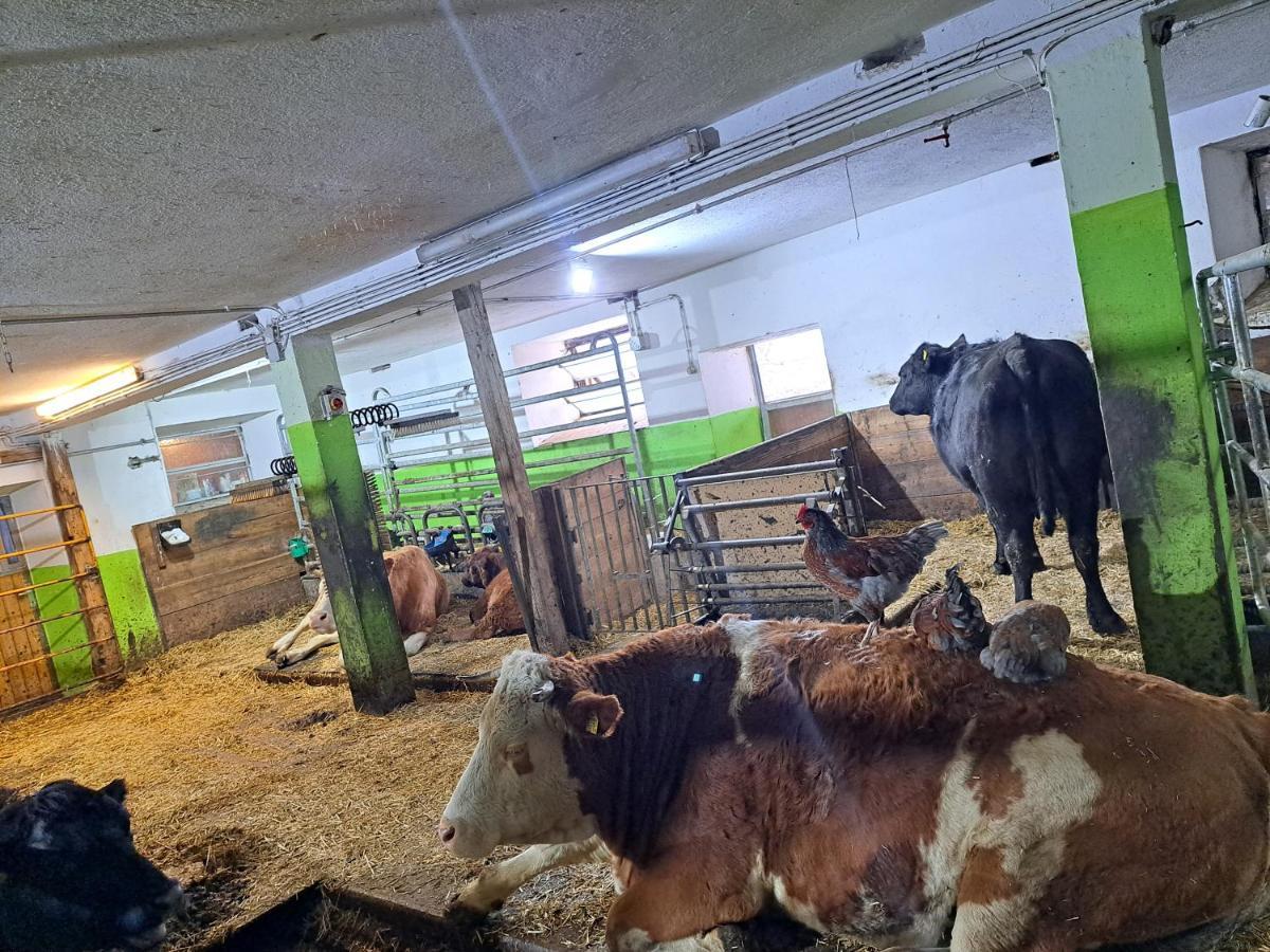 Erlebnisbauernhof Gutschi Ranch كامب المظهر الخارجي الصورة